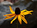 Rudbeckia hirta IMG_0976 Rudbekia owłosiona